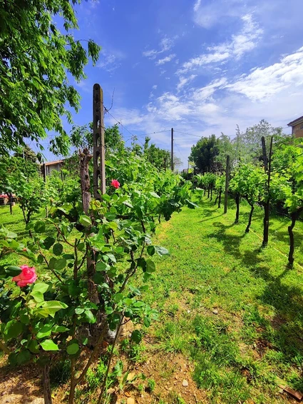 Cooking Class in Cascina: Corso di Cucina Tradizionale tra le campagne del Garda 6